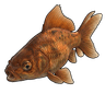 Gold Fish